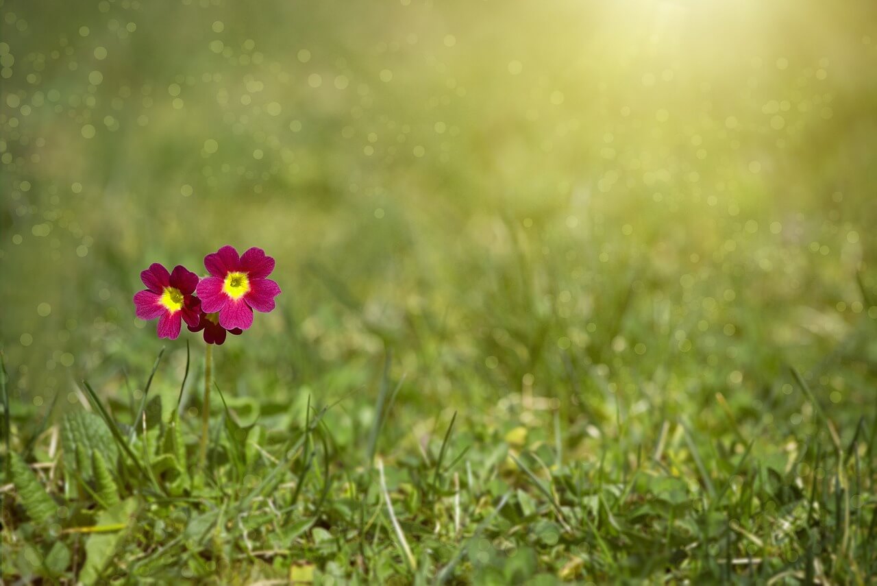 紫の花