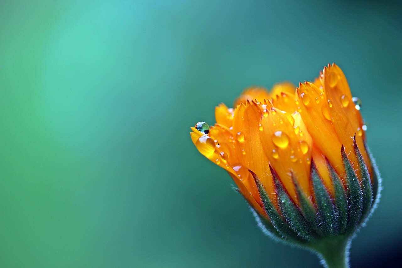 黄の花