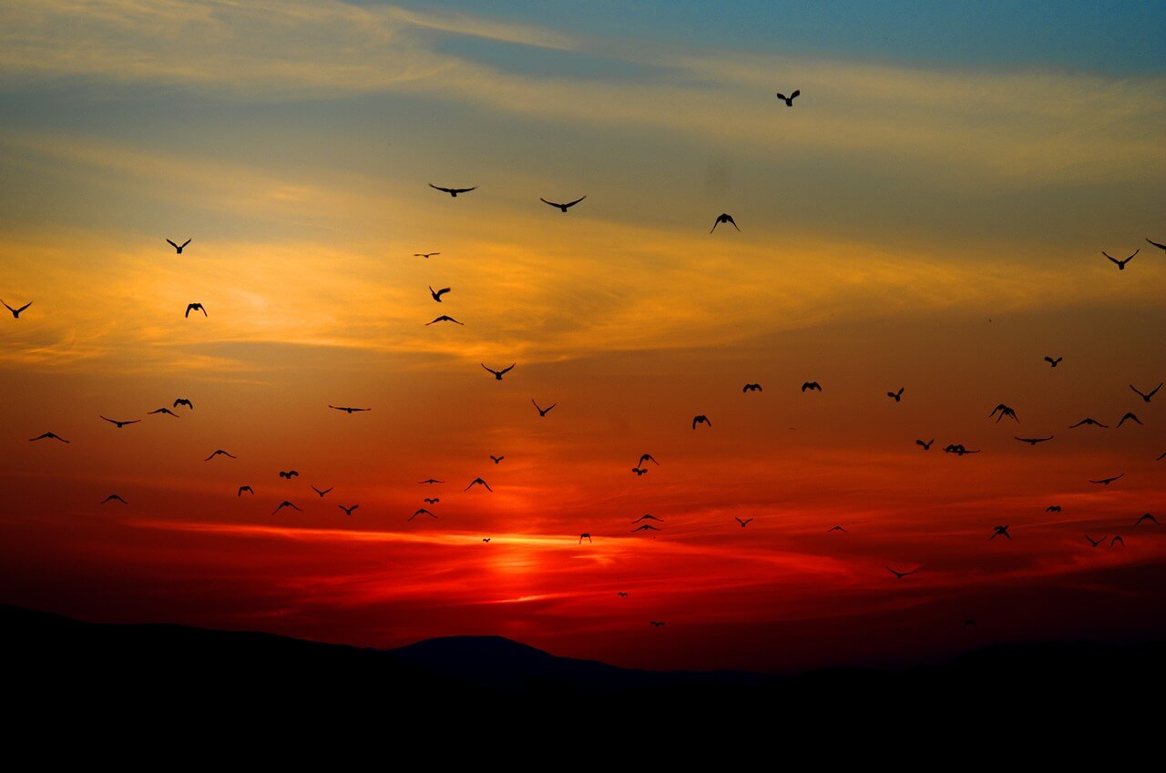 空と鳥