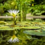 池の花