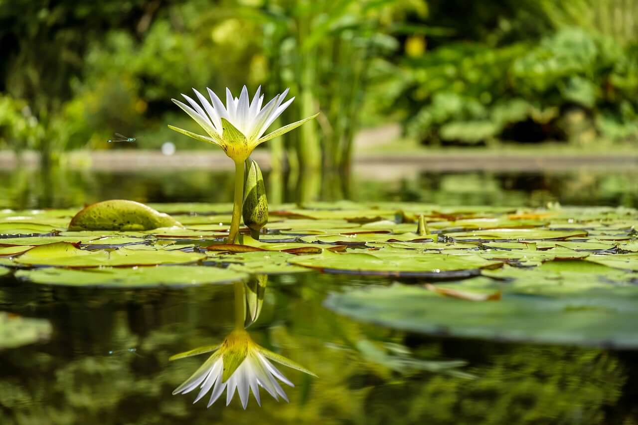 池の花